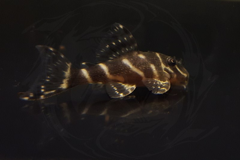 L-066 Hypancistrus SP. King Tiger Pleco
