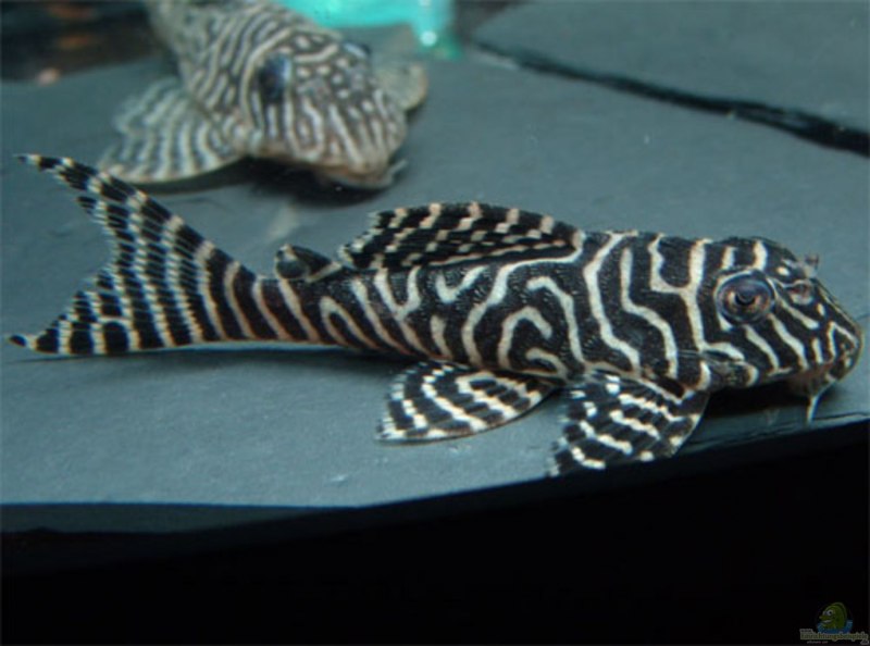 Гипанциструс l340 мега клоун