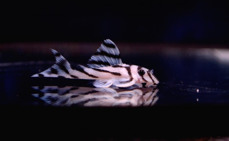 Барианциструс l177