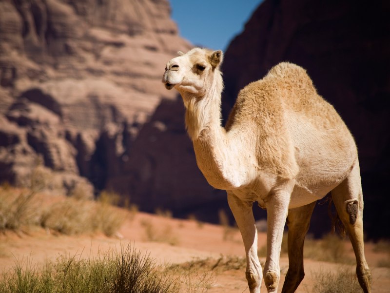 Белый двугорбый верблюд