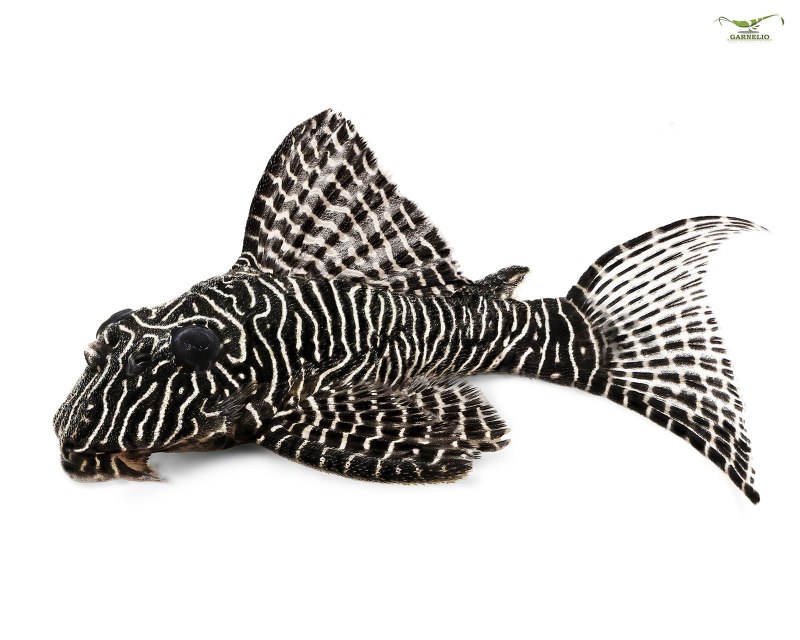 Сом 046 купить