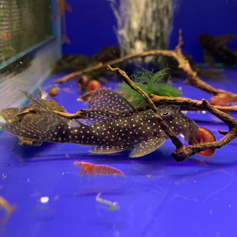 Сом анциструс звездчатый