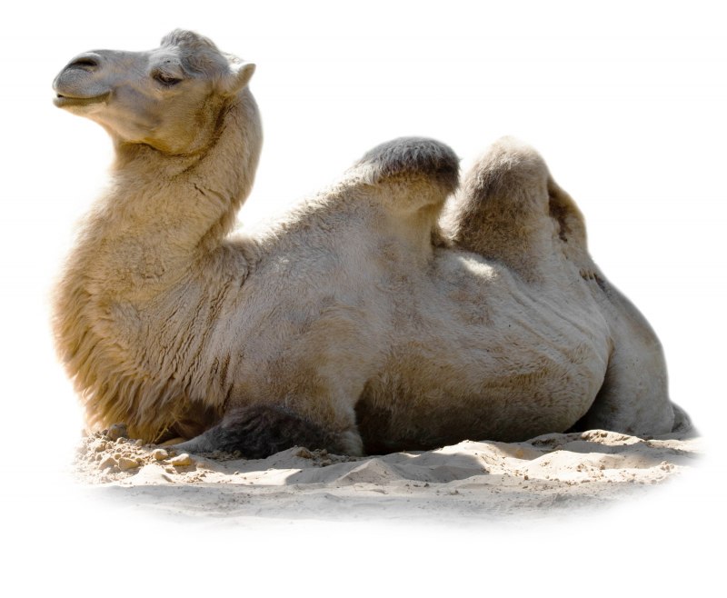 Лама животное