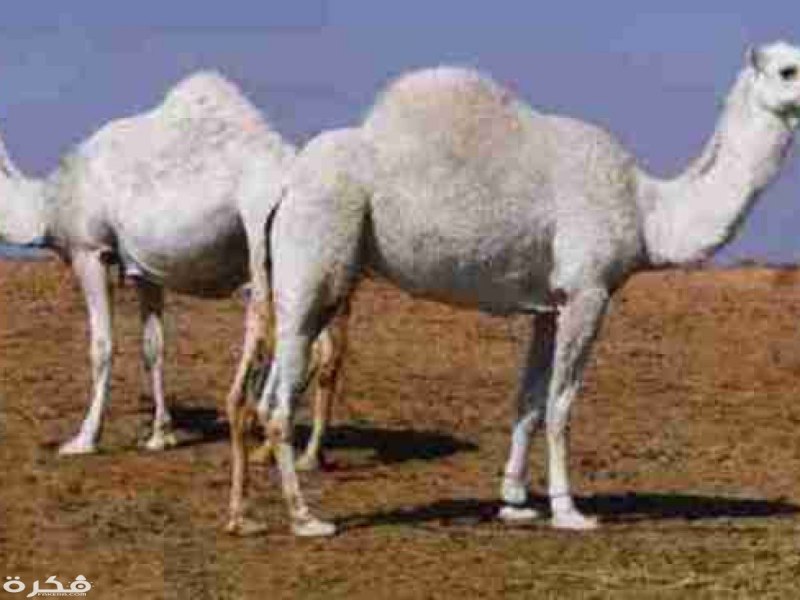 Верблюд и верблюжонок