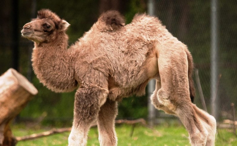 Верблюд бактриан