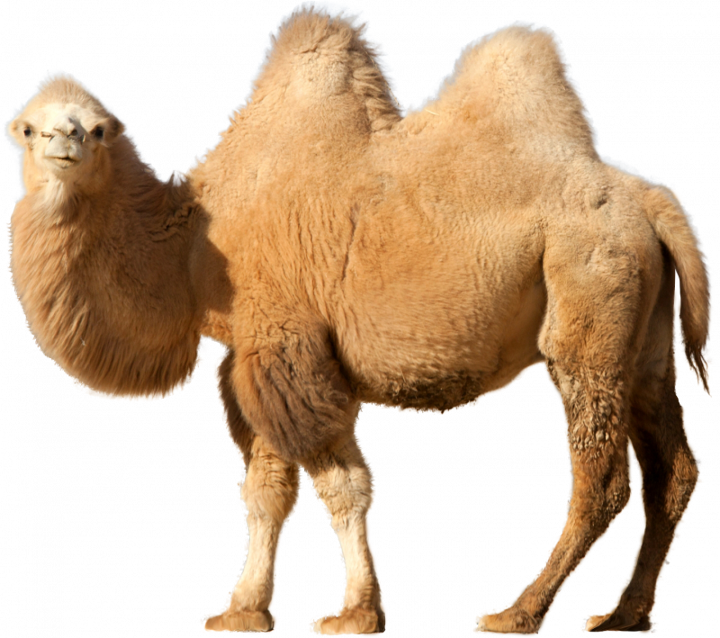 Одногорбый верблюд дромадер