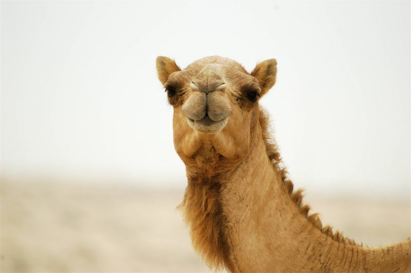 Верблюд калмыцкий бактриан
