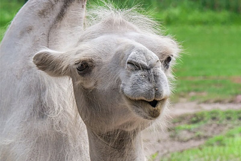 Верблюд фото