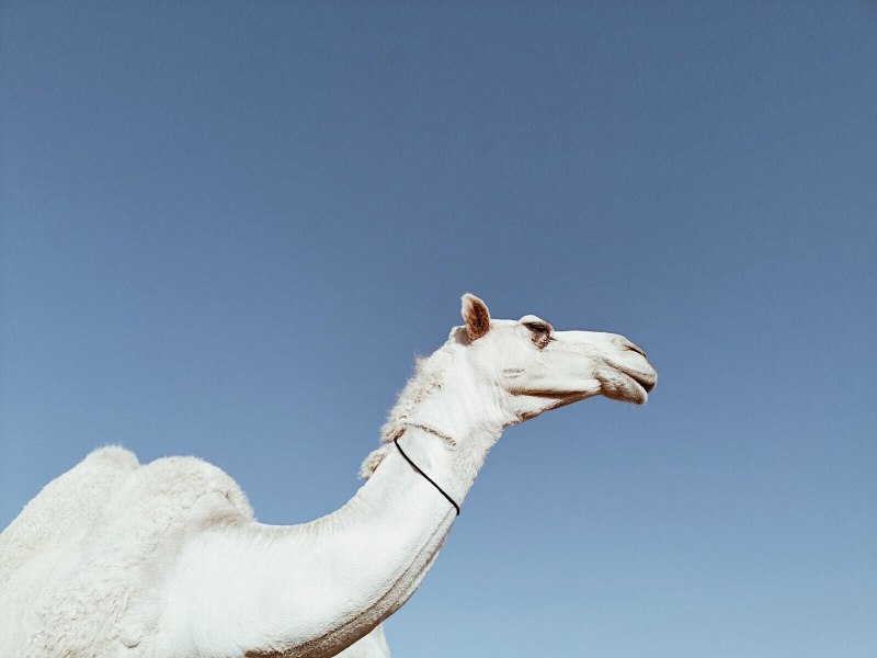 Белоснежный верблюд