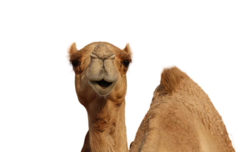 Загон для верблюда