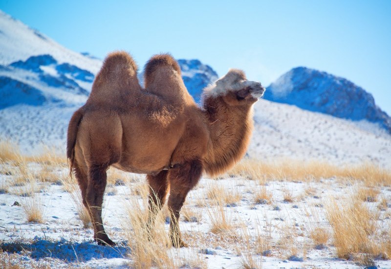 Верблюд самец
