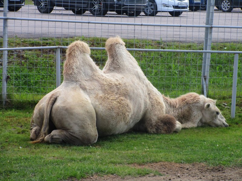 Одногорбый верблюд ареал