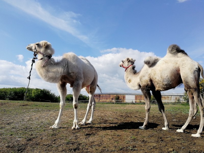 Белый двугорбый верблюд