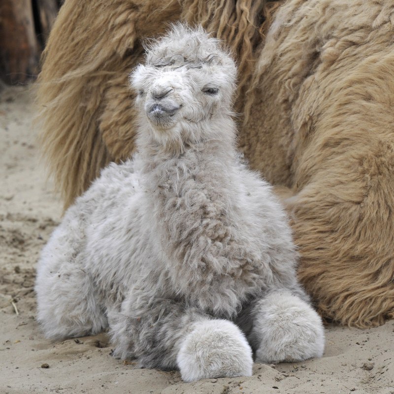 Верблюд альбинос