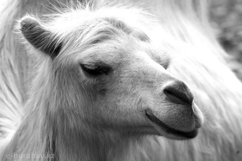 Верблюд альбинос