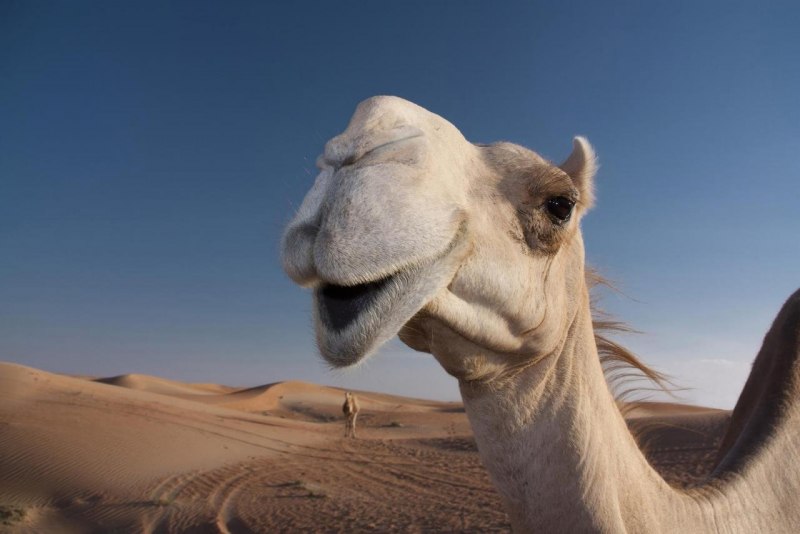 Двугорбый верблюд в Монголии