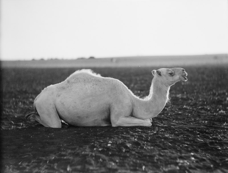 Верблюд с проткнутым носом