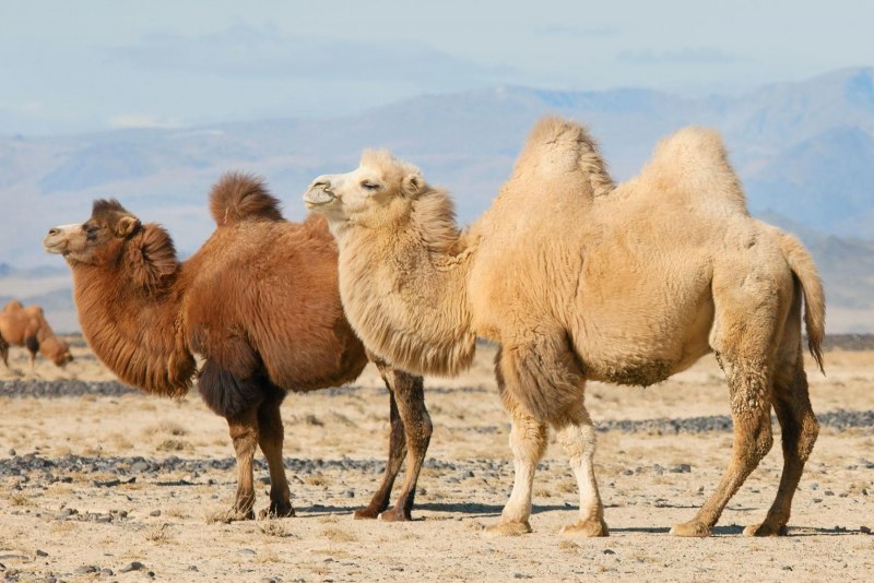 Зрачок верблюда