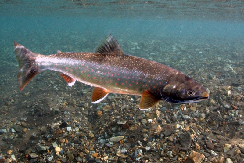 Арктический голец Salvelinus Alpinus
