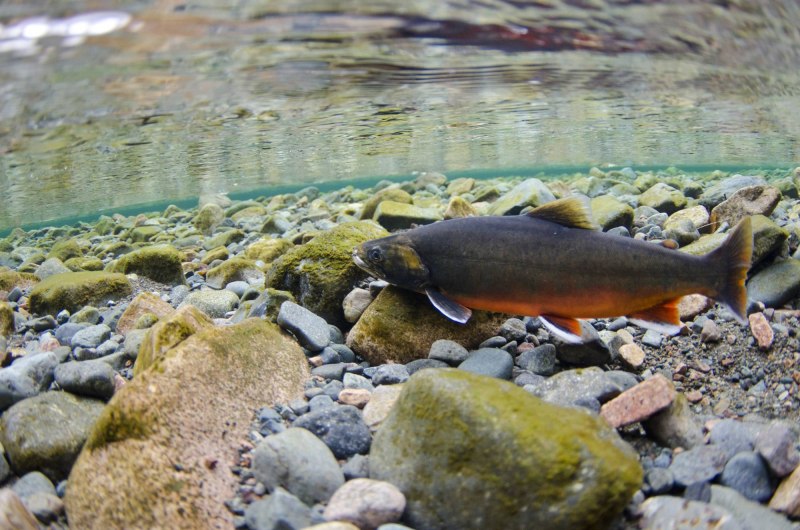 Арктический голец рыба