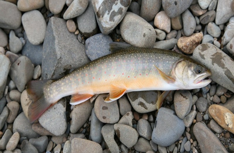 Голец Арктический Даватчан
