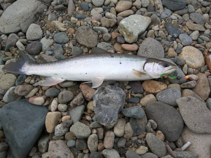 Камчатский голец рыба