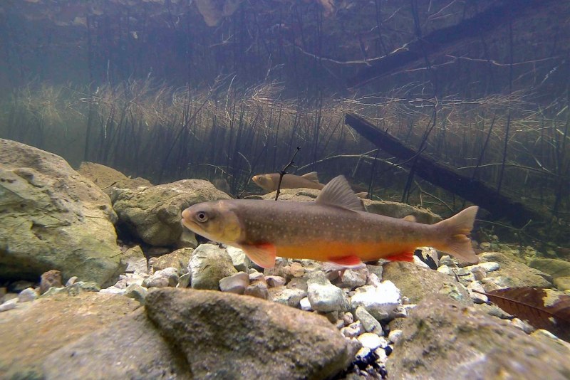 Озёрный голец-кристивомер