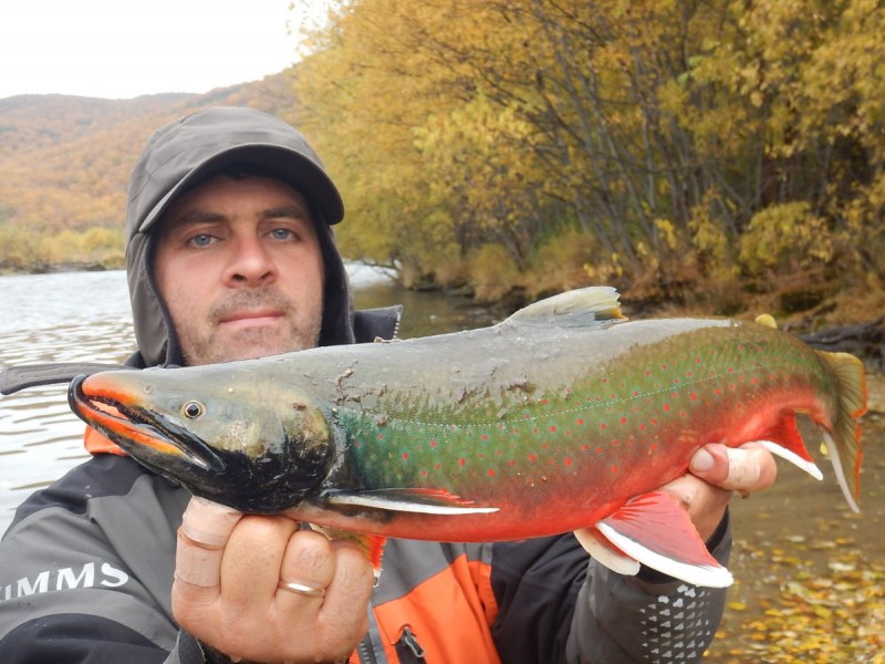 Камчатский голец рыба