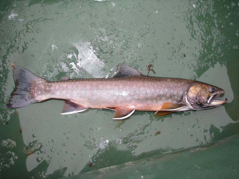 Красная рыба голец