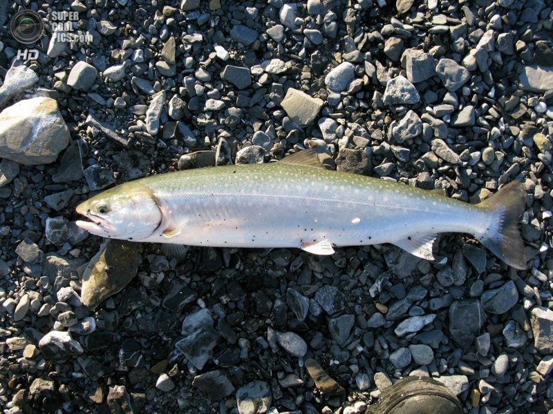 Голец Черноморский