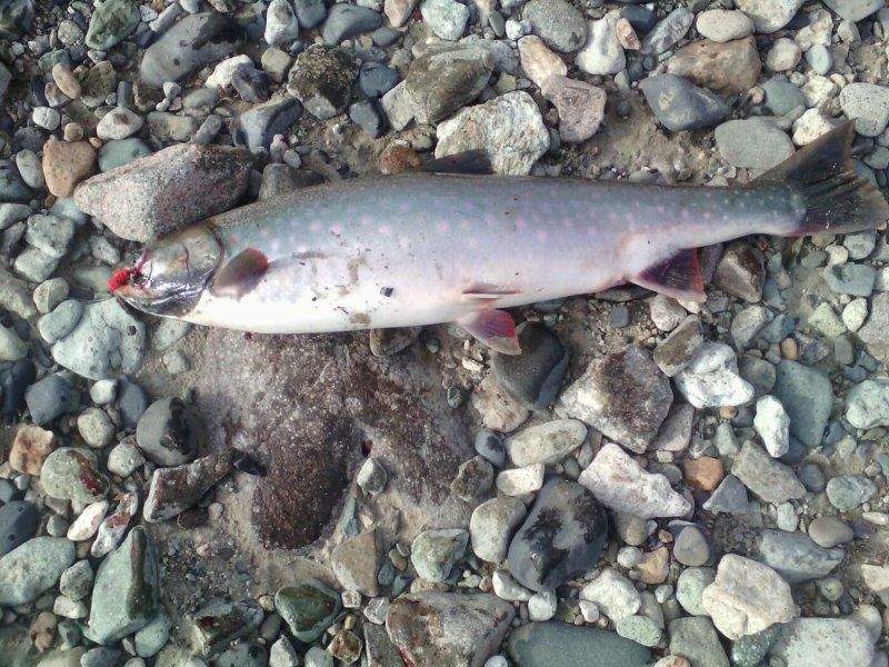 Форель голец