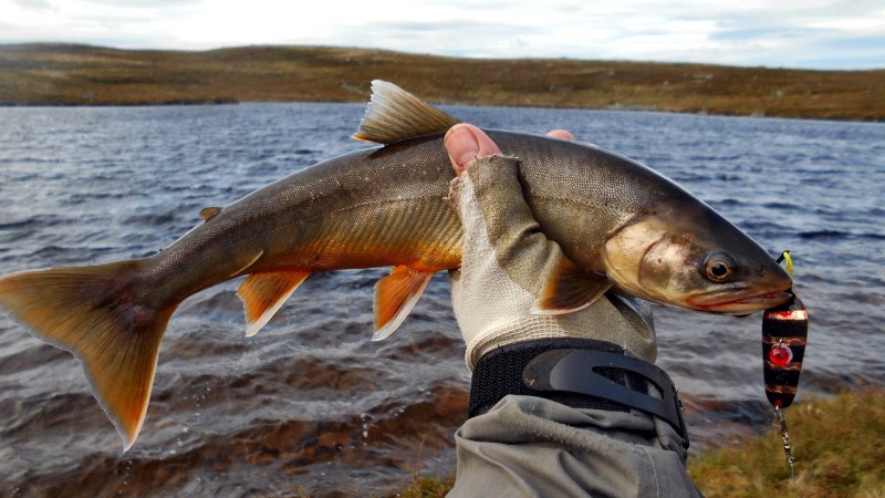 Голец на Кольском полуострове