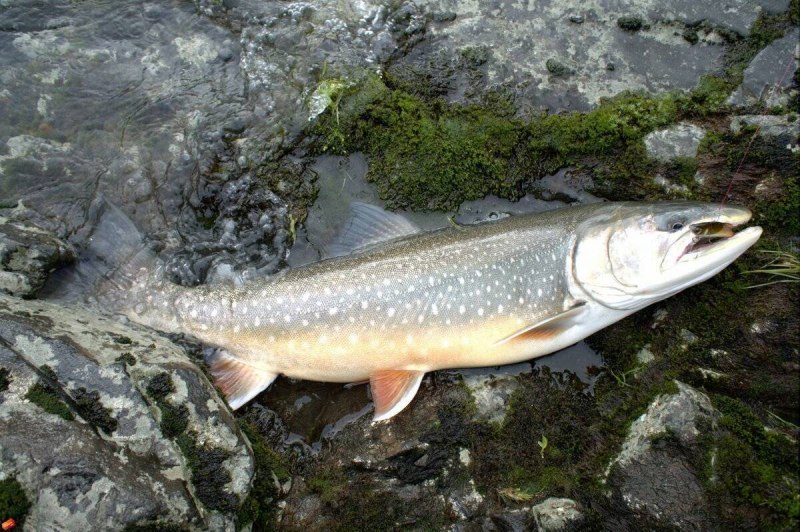 Арктический голец рыба