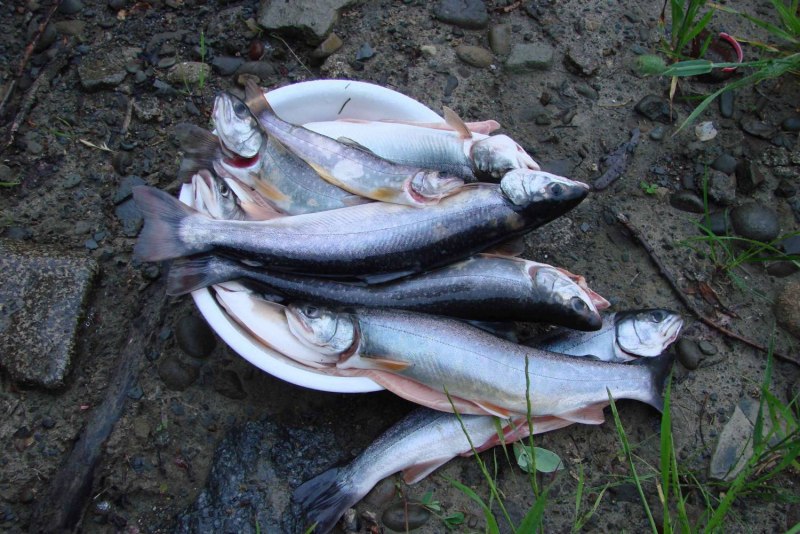 Арктический голец жареный