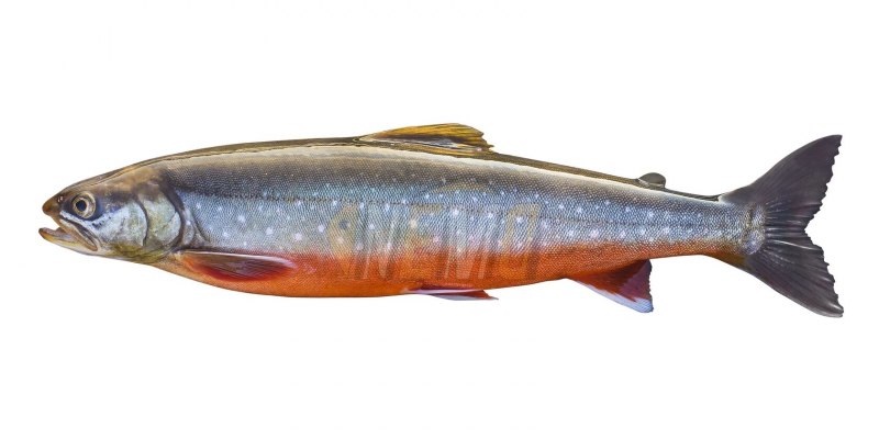 Северная рыба голец