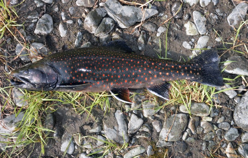 Камчатский голец Мальма