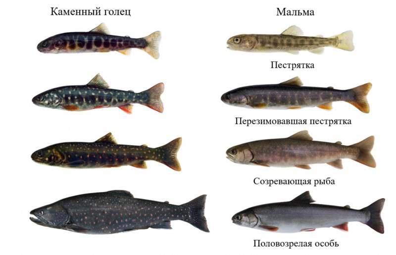 Голец уналейский