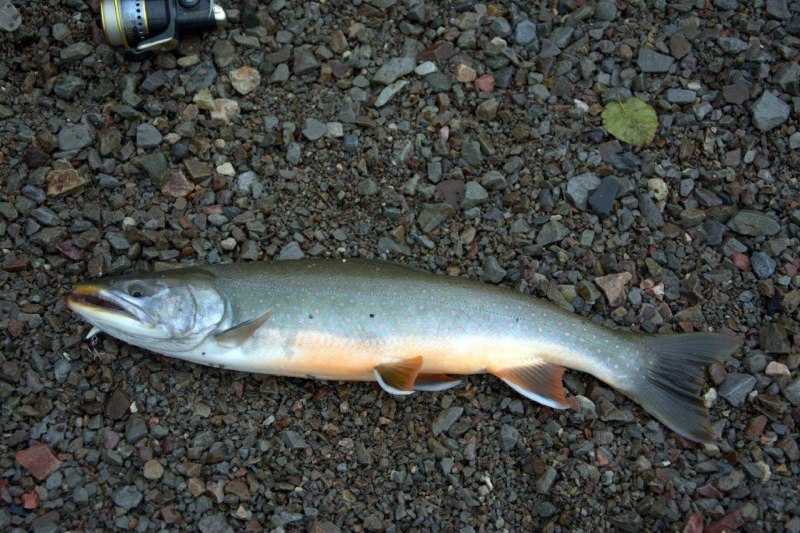 Камчатский голец Мальма