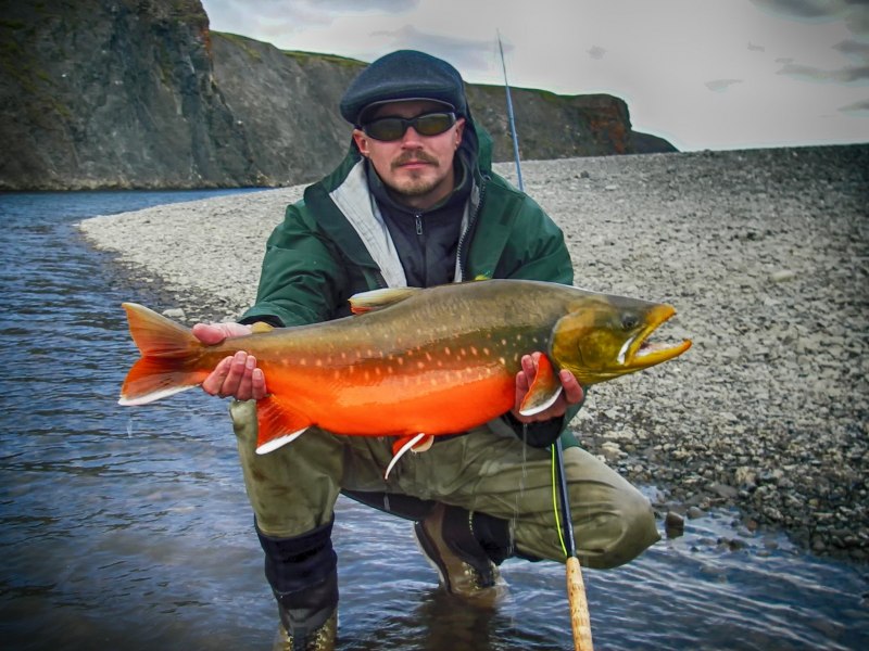 Арктический голец