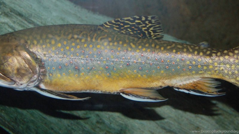 Арктический голец Salvelinus Alpinus