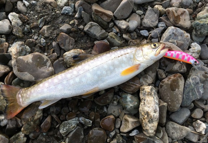 Голец Крыницкого