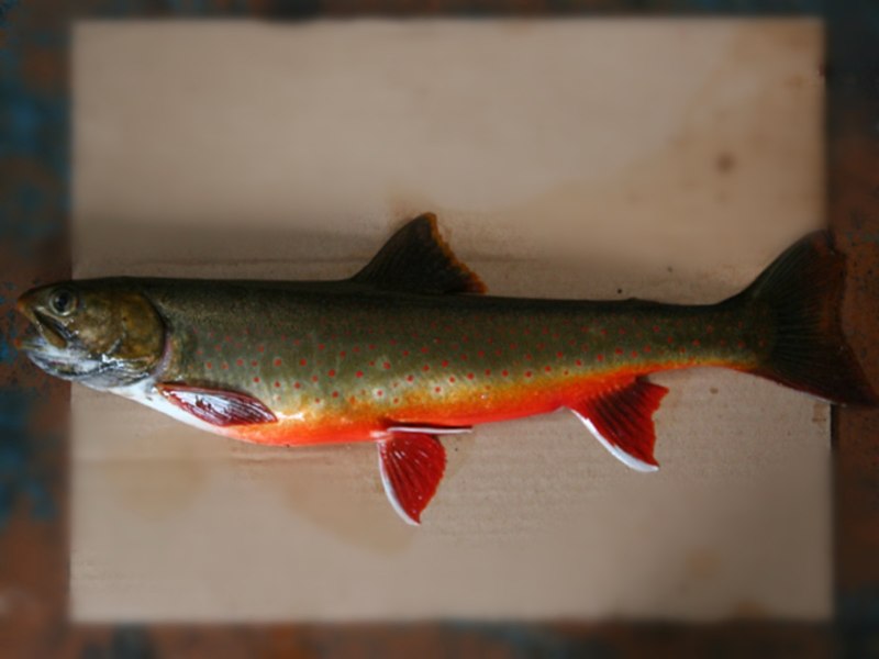 Хариус Енисейский