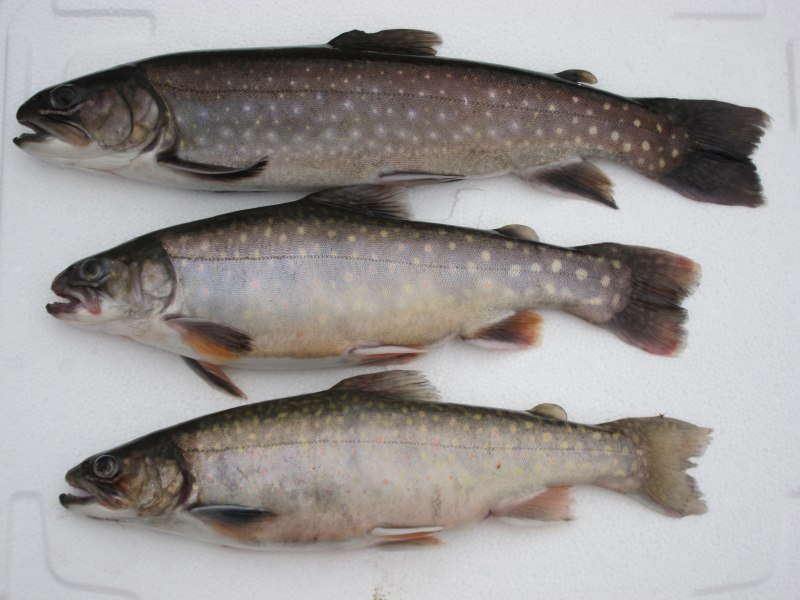 Арктический голец рыба