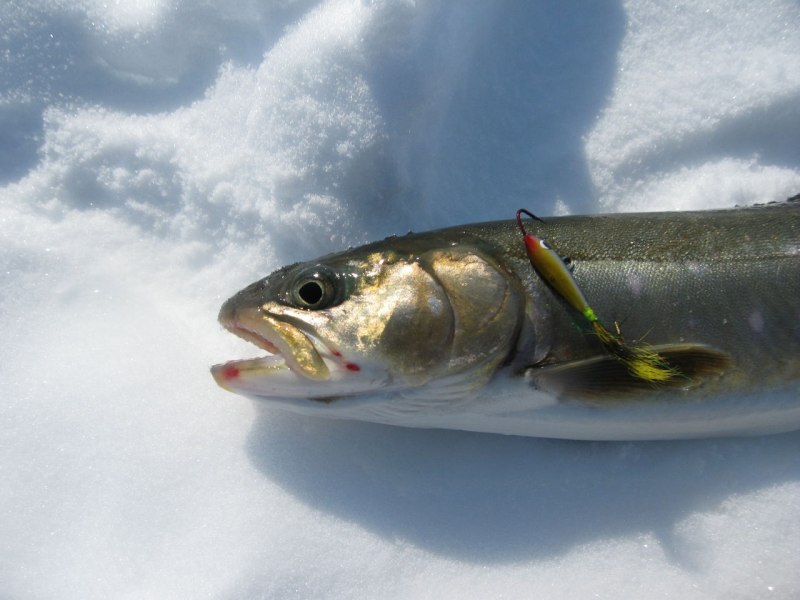 Морская рыба голец