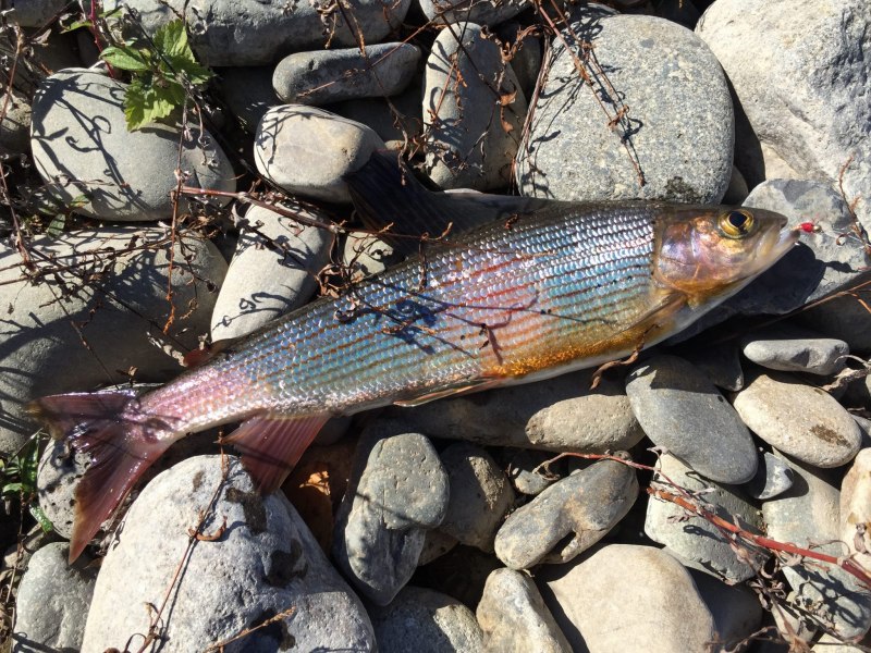 Форель голец