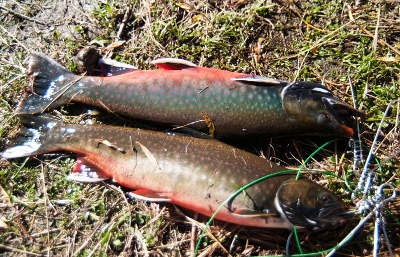 Голец кунджа