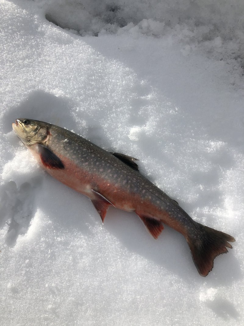 Рыба форель ручьевая