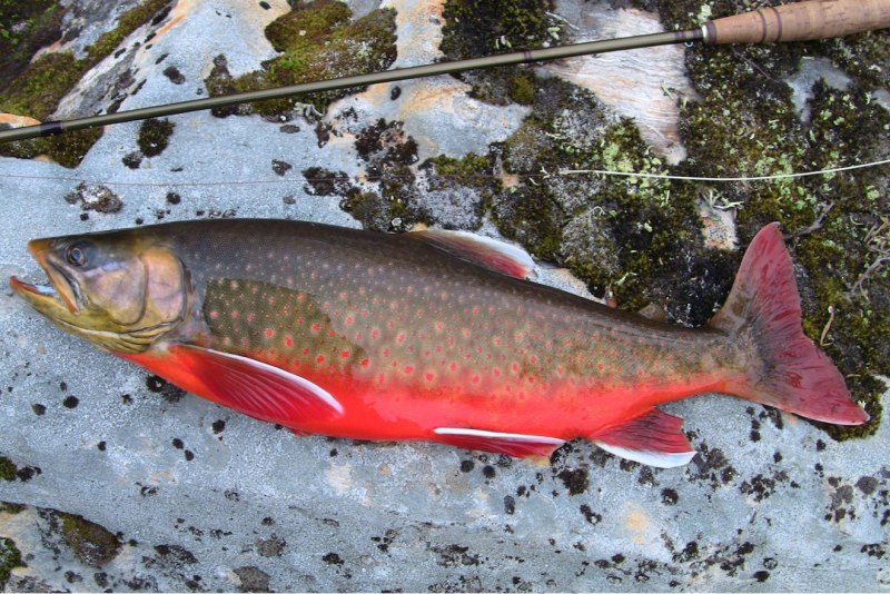 Голец Камчатский зимний