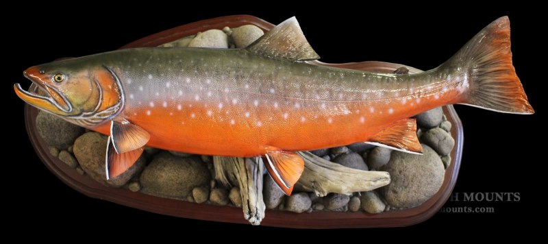 Красная рыба голец