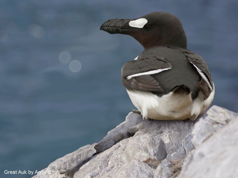 Бескрылая Гагарка птица